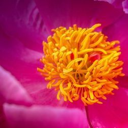 fietzfotos-peony-4292812